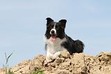 BORDER COLLIE 498